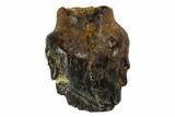 Fossil Ankylosaur Tooth - Montana #108131-1